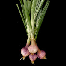 Load image into Gallery viewer, Shallots