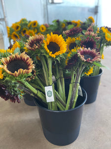 Sunflower Bunch, Mixed