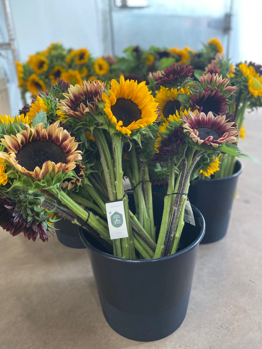 Sunflower Bunch, Mixed