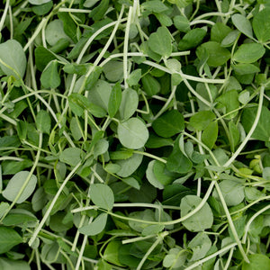 Pea Shoots