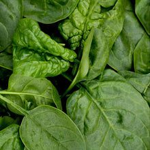 Load image into Gallery viewer, Spinach