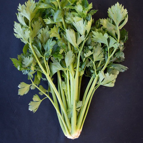 Celery