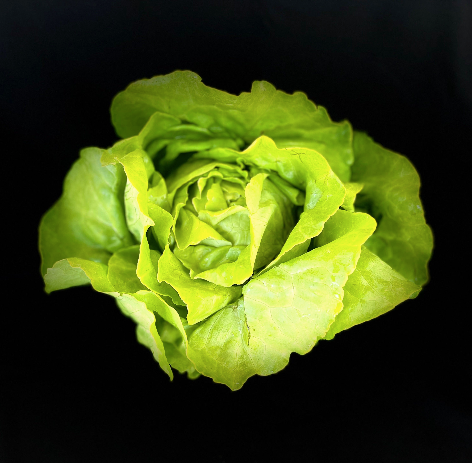 Lettuce (Butterhead)