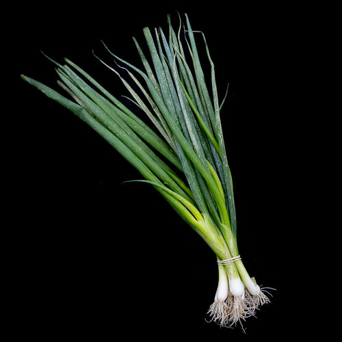 Scallions