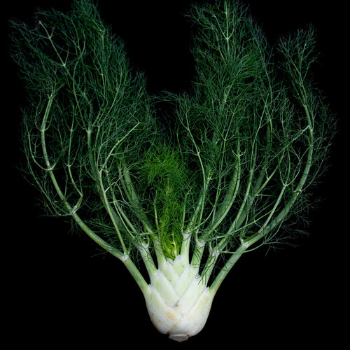 Fennel
