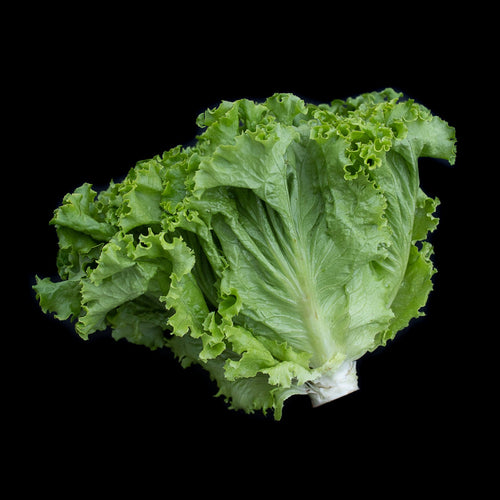 Lettuce (Curly Romaine)