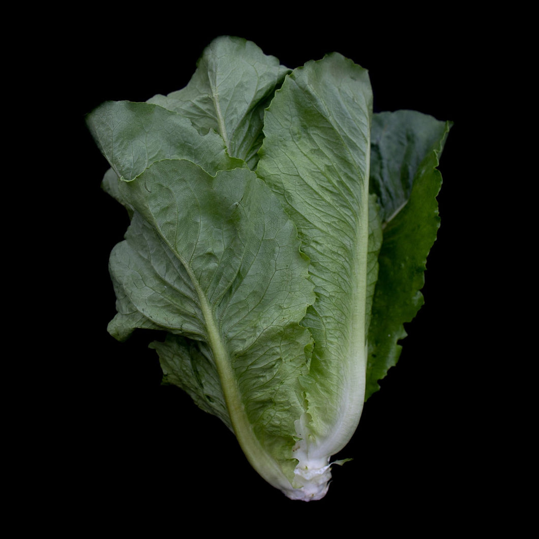Lettuce (Romaine, Green)